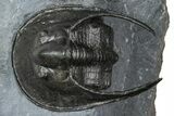 Gorgeous Scotoharpes Trilobite - Boudib, Morocco #363010-5